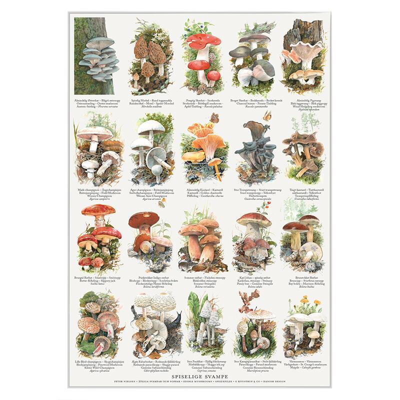 EDIBLE MUSHROOMS - Poster A2