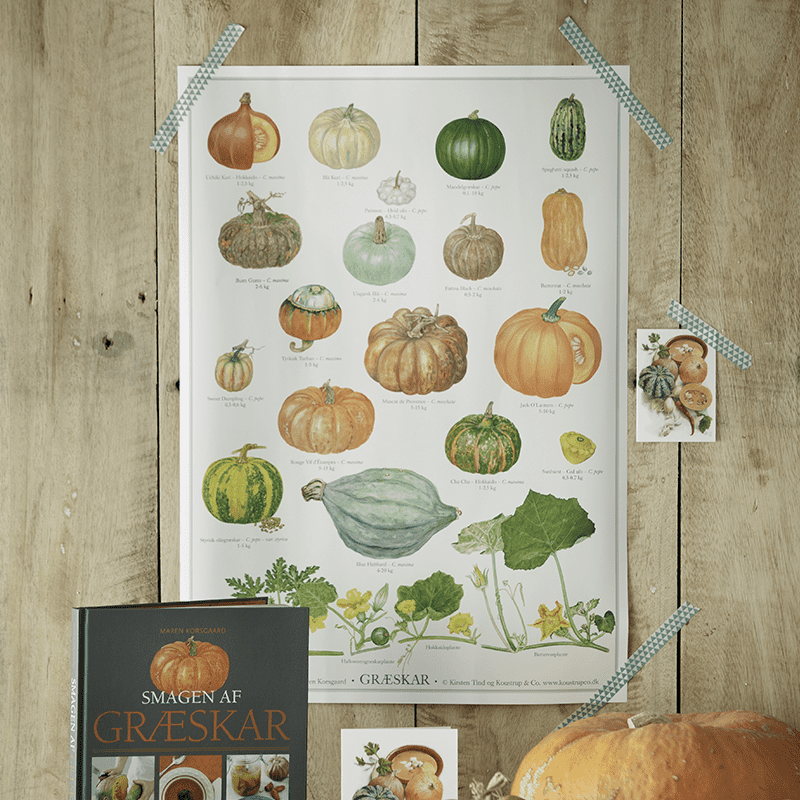 Pumpkin - Poster A2