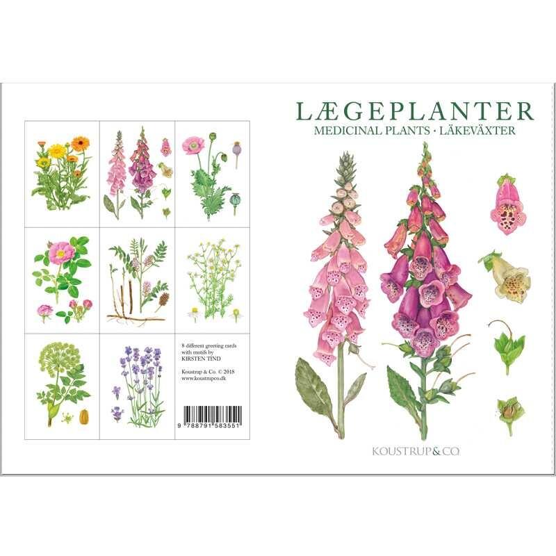 MEDICINAL PLANTS - 8 cards