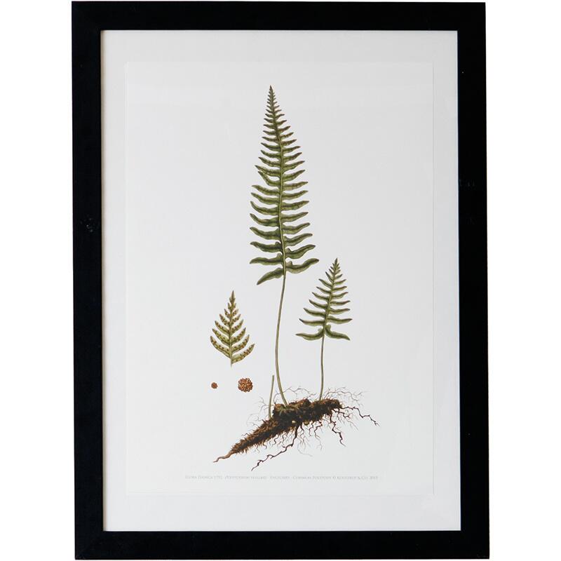 Engelsød A2 - Art Print