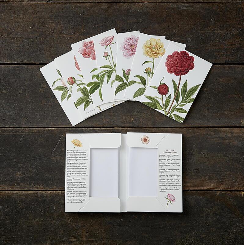 Peonies – 8 cards