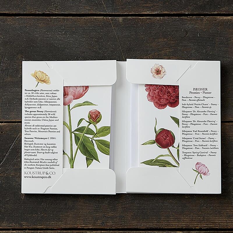 Peonies – 8 cards