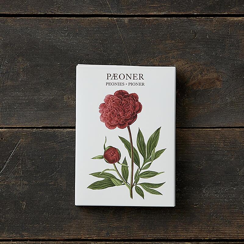 Peonies – 8 cards