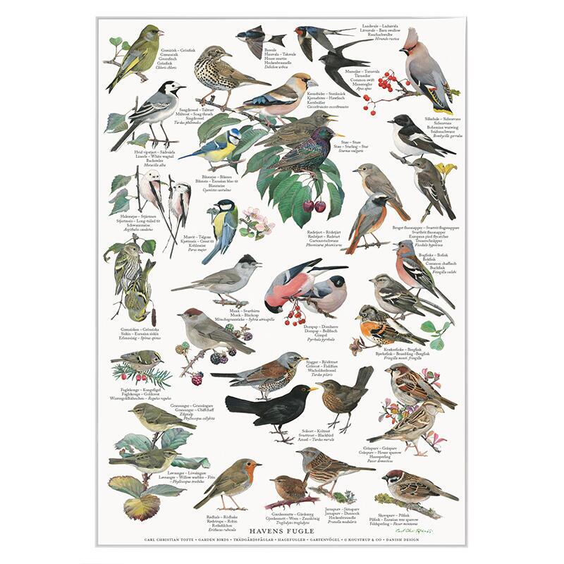 GARDEN BIRDS - Poster A2
