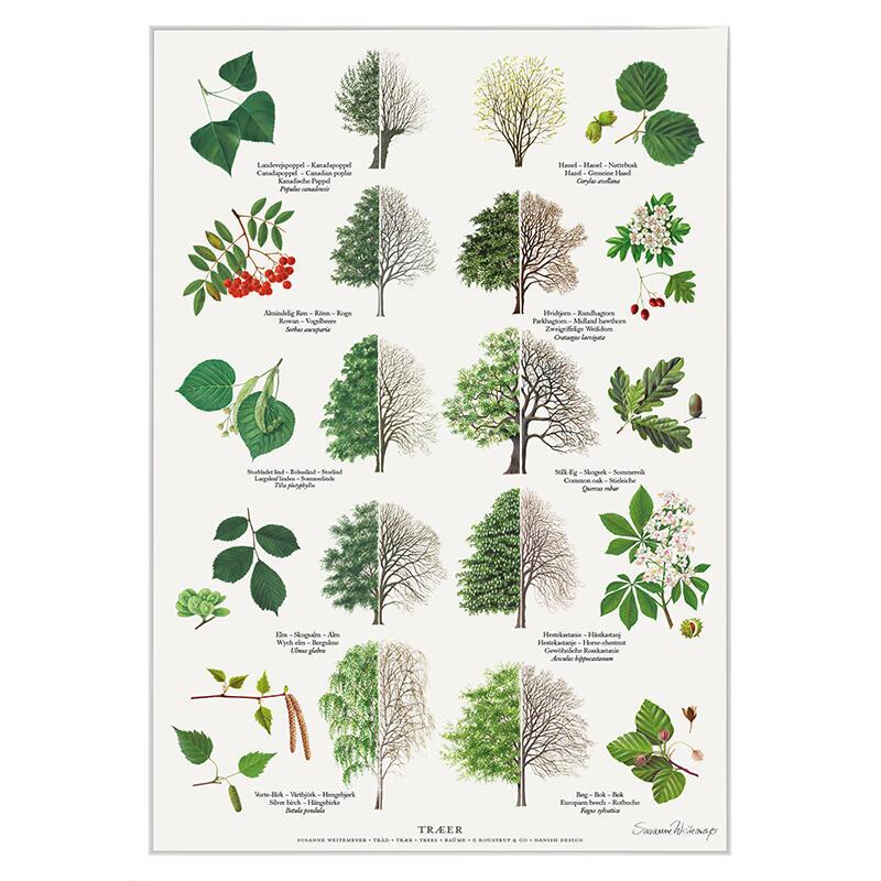 TREES - Poster A2