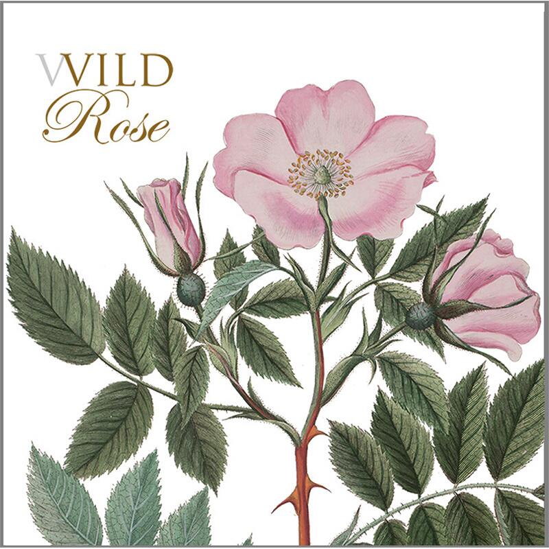 WILD ROSE - Square card set