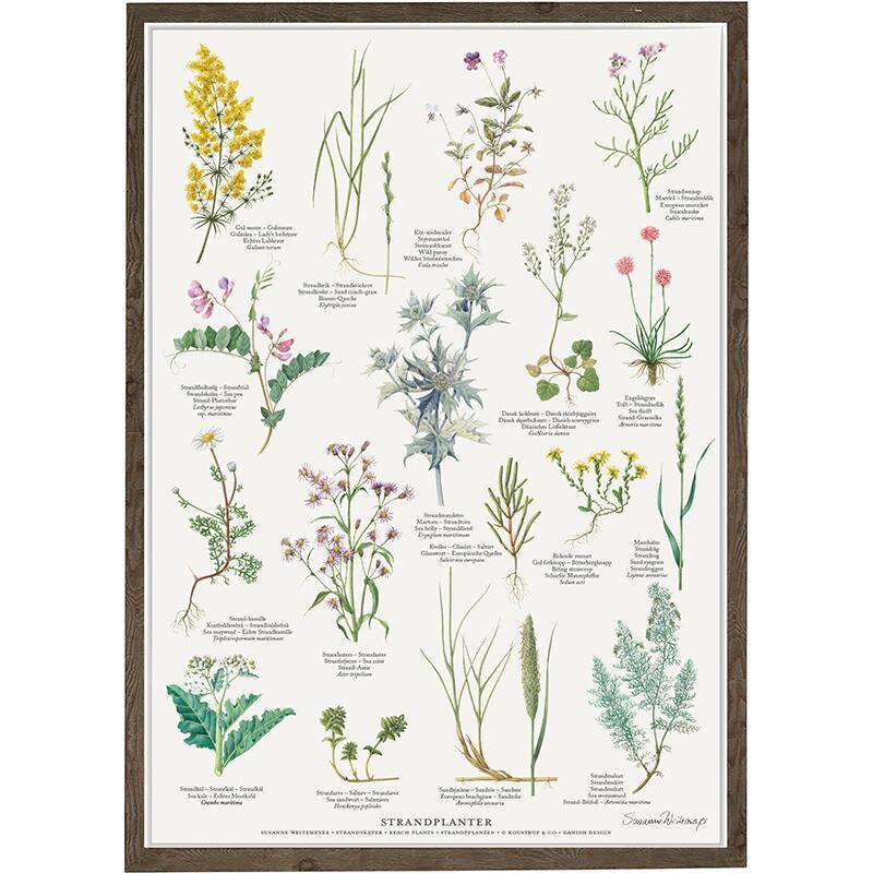 plants on the beach, beach plants, sea kale, sea rocket