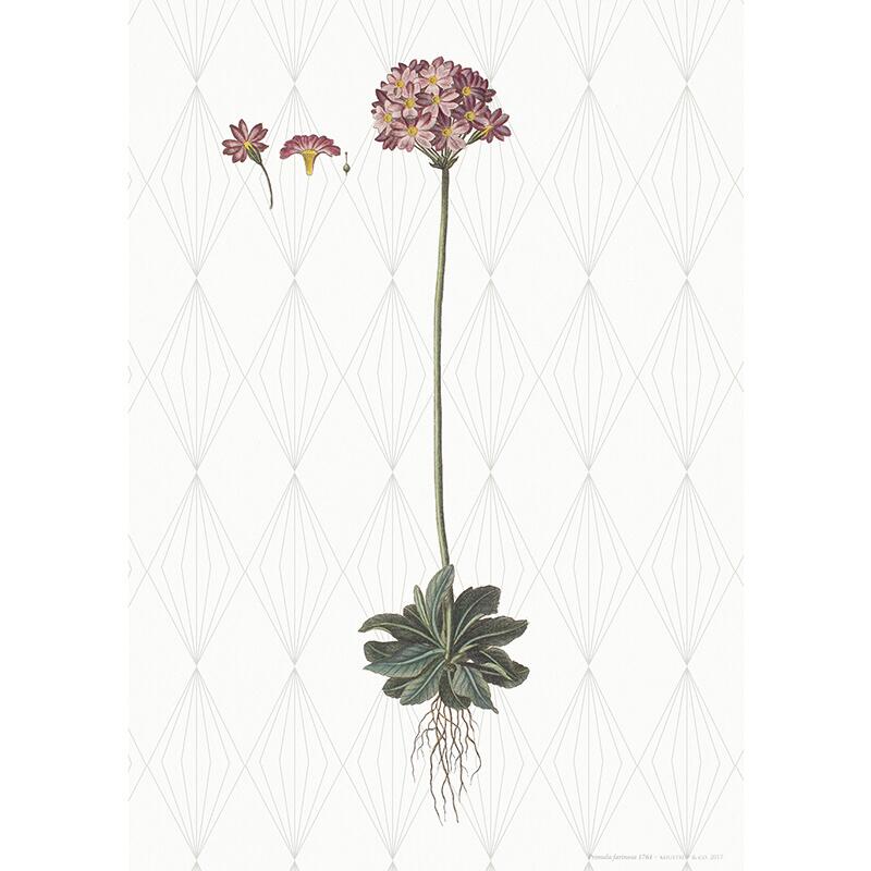ART PRINT A3 - Mealy Primrose