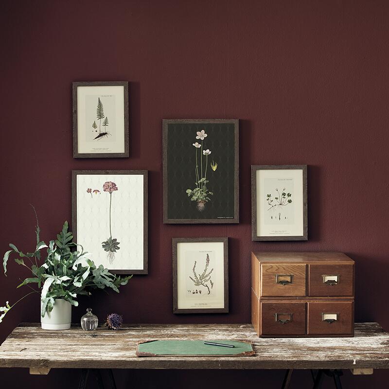 ART PRINT A3 - Mealy Primrose