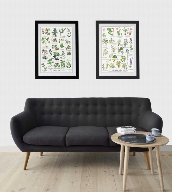 A4 Print - Poisonous Berries