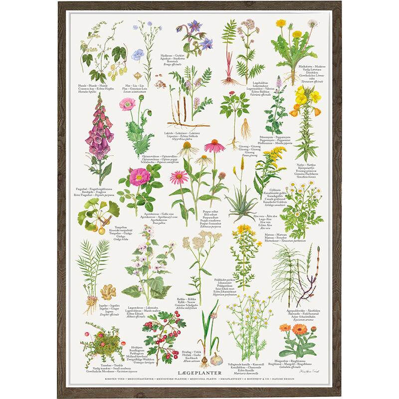 A4 Print - Medicinal Plants