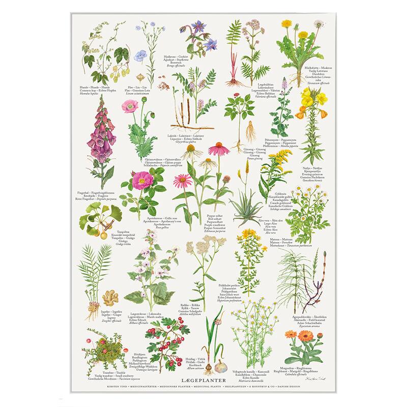 A4 Print - Medicinal Plants