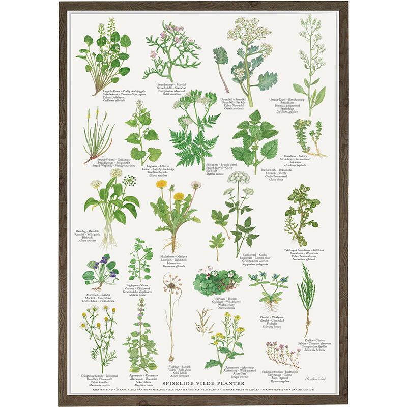A4 PRINT - Edible wild plants