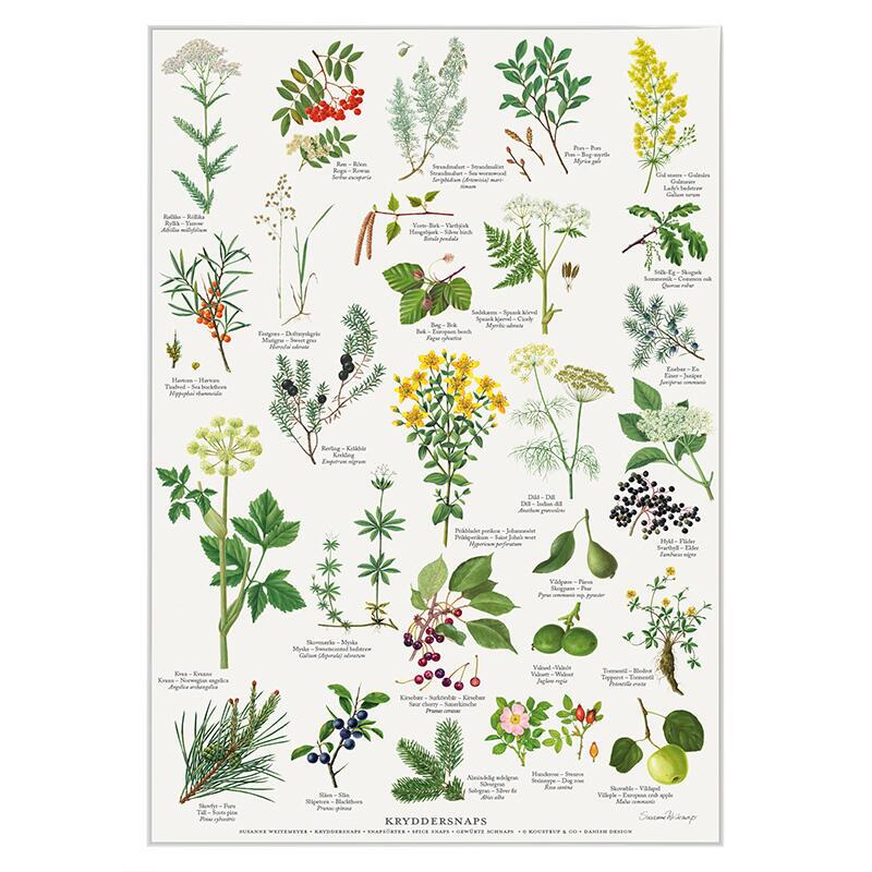 A4 Print - Spiced Schnapps