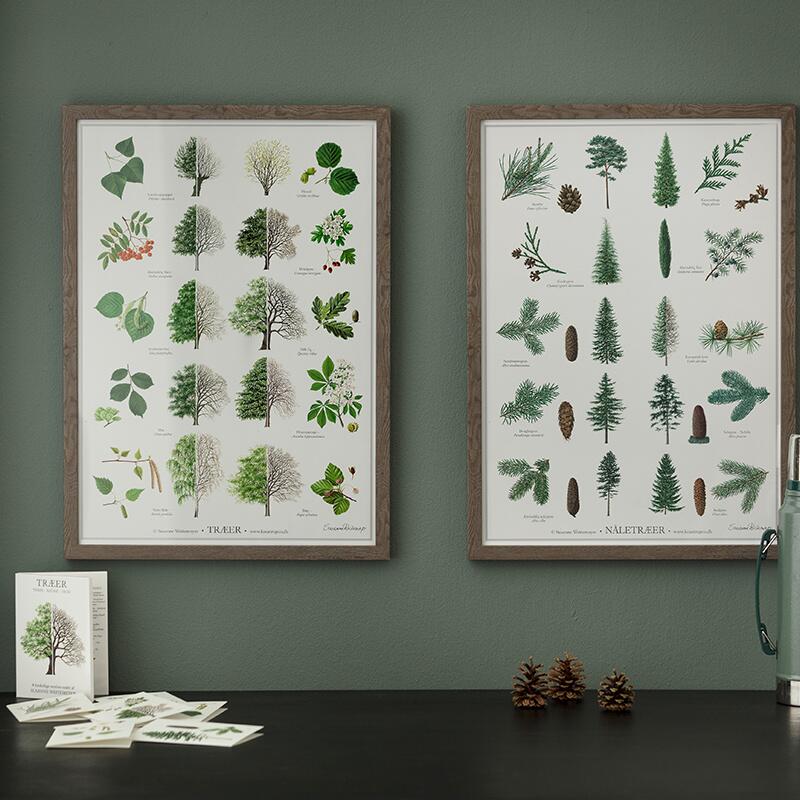 CONIFERS - Poster A2