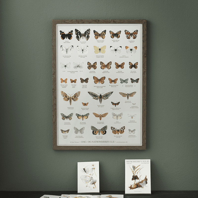 BUTTERFLIES - Poster A2