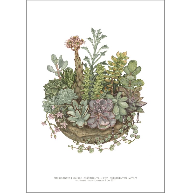 ART PRINT A3 - Succulents in a Pot