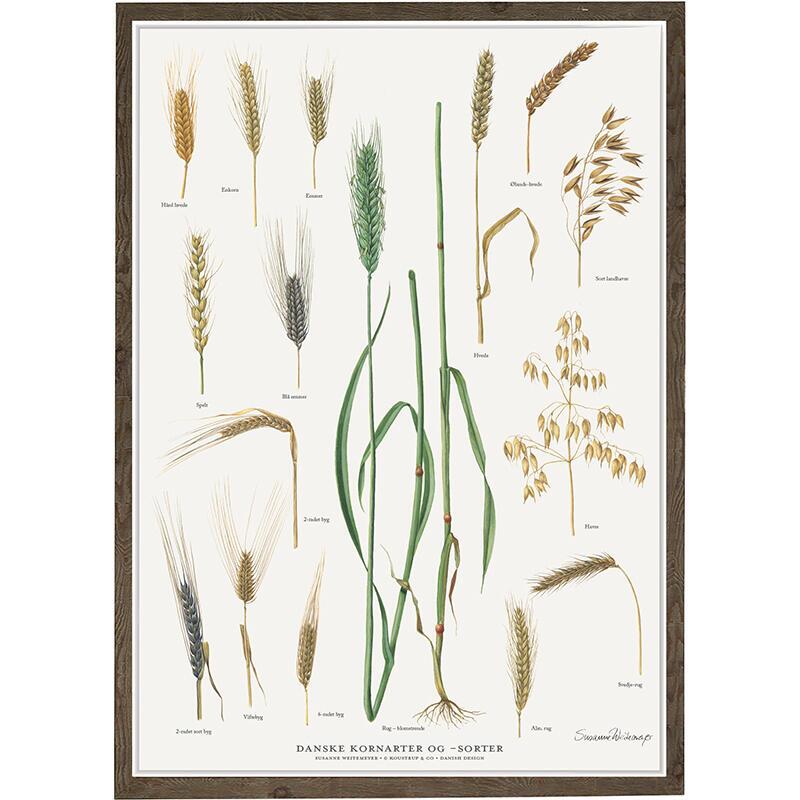 DANISH GRAIN TYPES AND VARIETIES - Poster A2