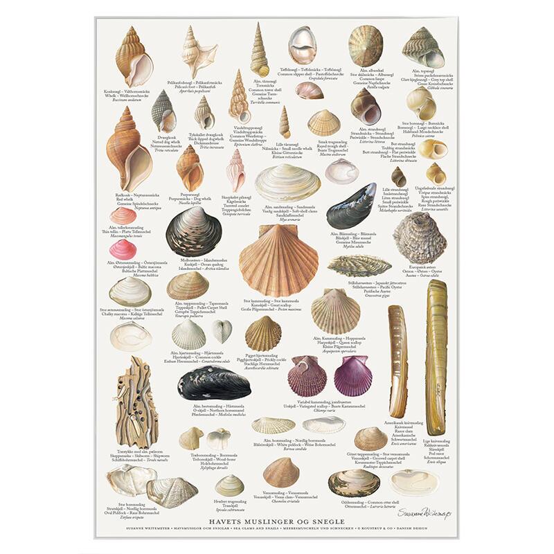 A4 print - Shells and Snails