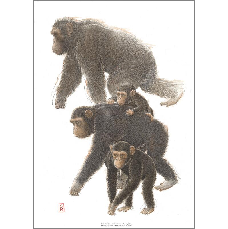 ART PRINT A3 - ZOO Chimpanzee