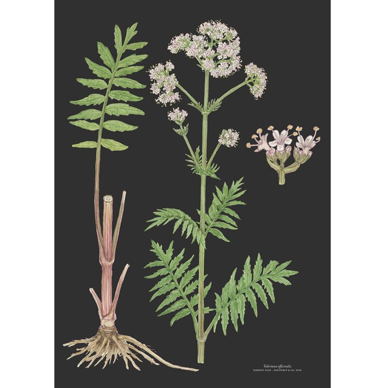 ART PRINT A3 - Valerian