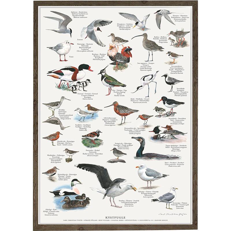 A4 Print - Coastal Birds