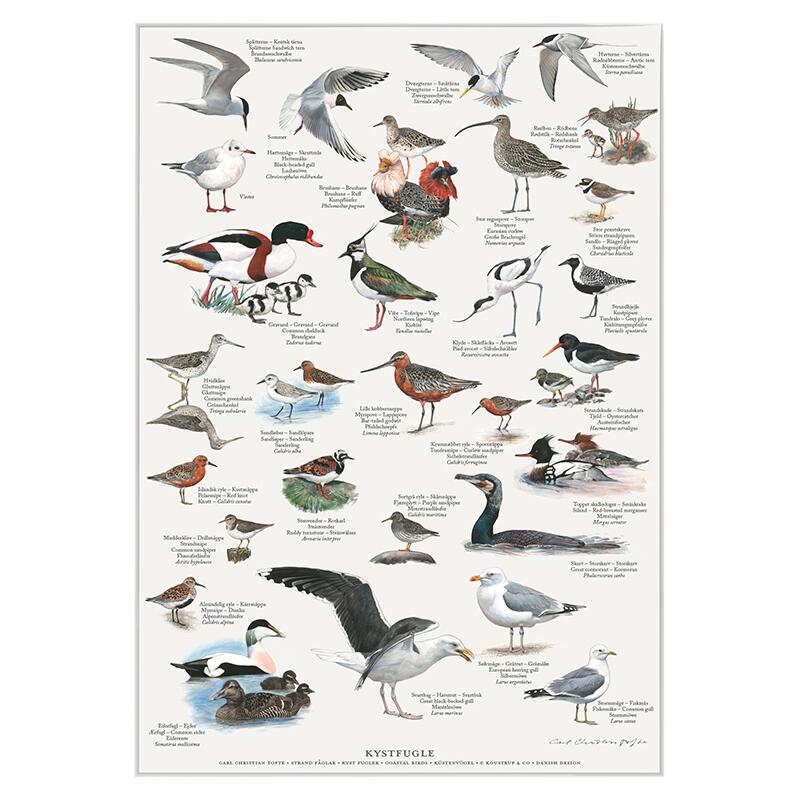 A4 Print - Coastal Birds