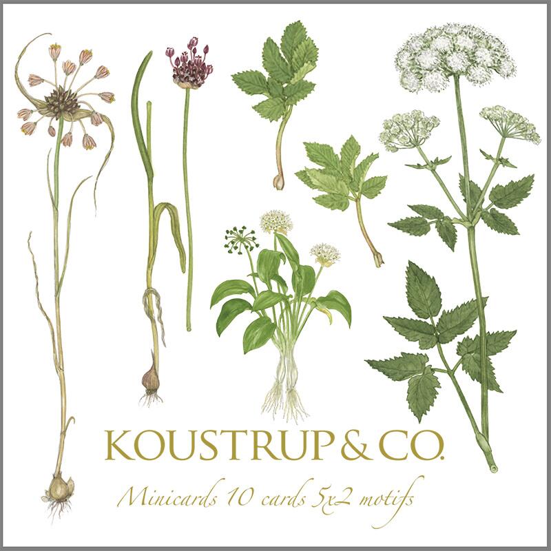 MINI SQUARE CARD - Edible wild plants - 8.5 x 8.5 cm