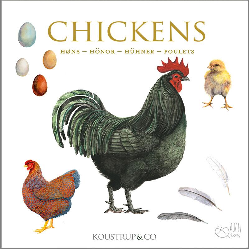 CHICKENS / HENS - Square card folder