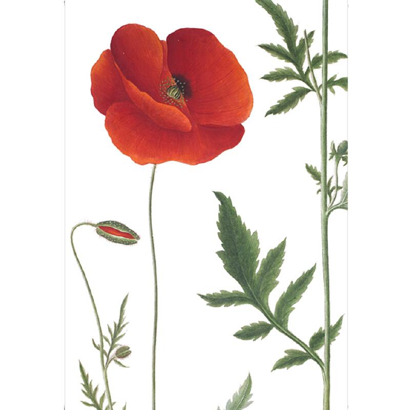 Corn poppy