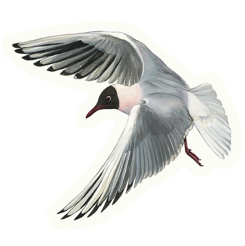 Black-headed gull