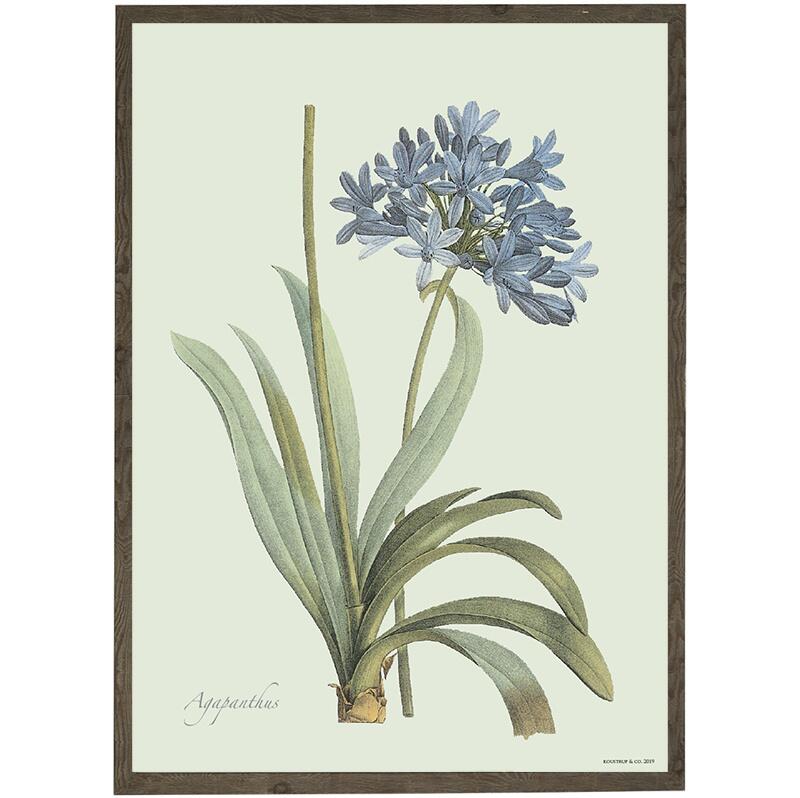 Agapanthus