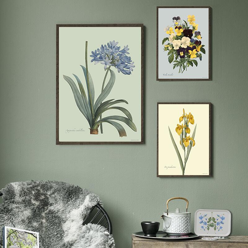 Agapanthus - ART PRINT - CHOOSE SIZE