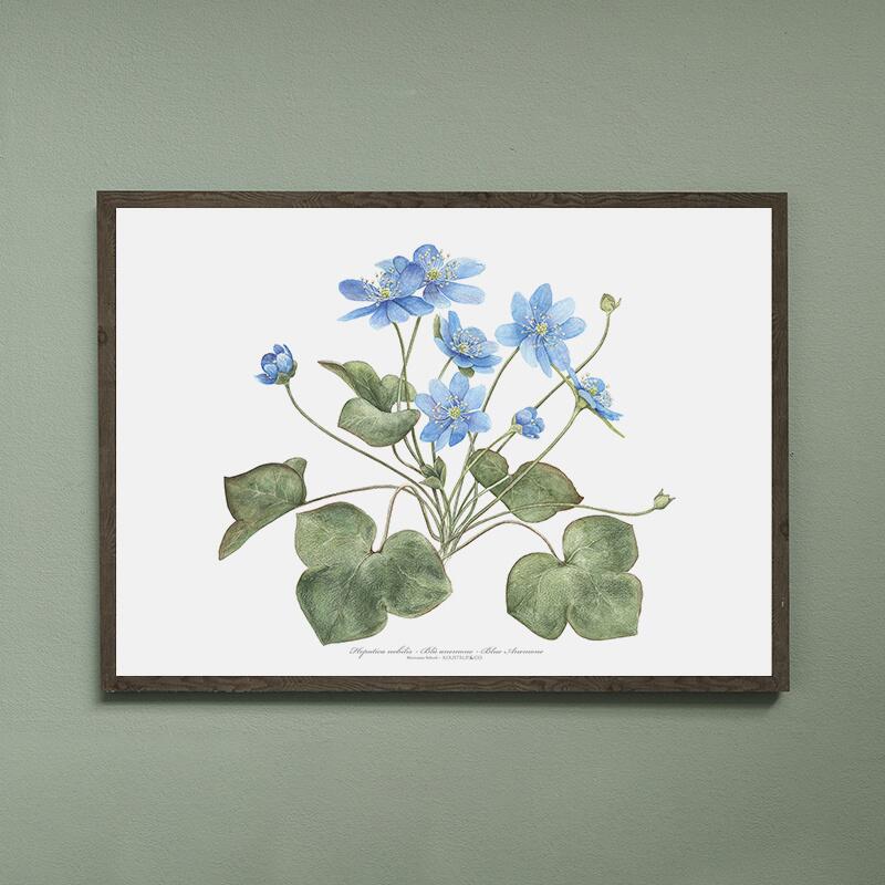 Blue anemone - ART PRINT - CHOOSE SIZE