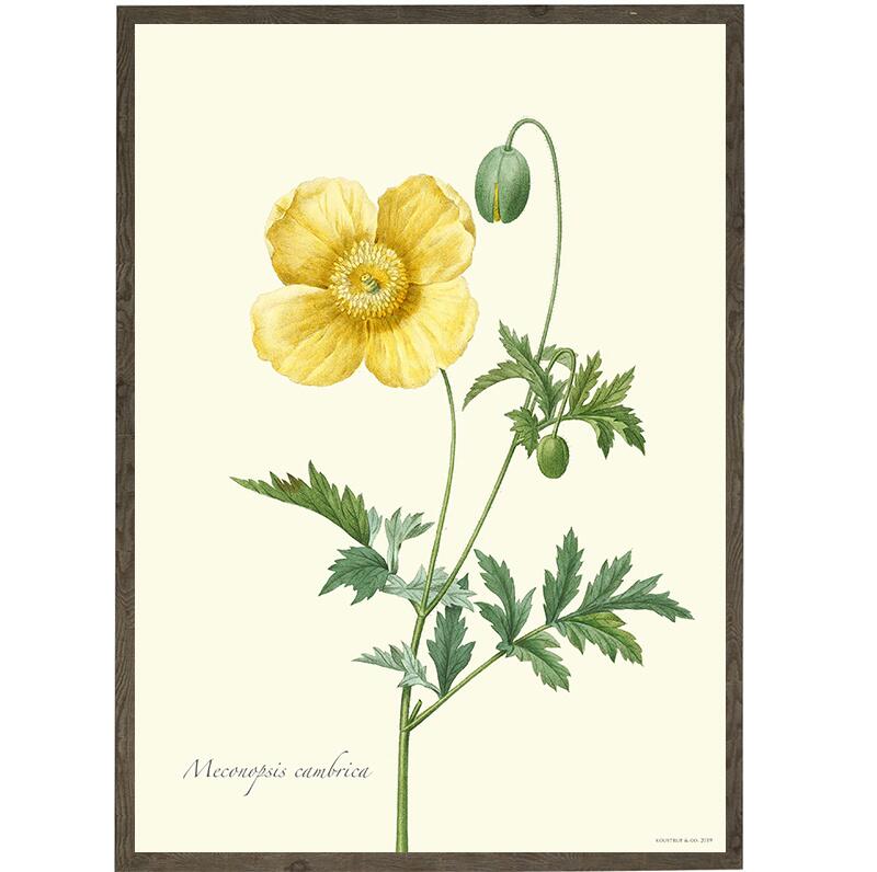 Yellow poppy