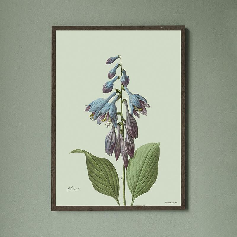 Hosta - ART PRINT - CHOOSE YOUR SIZE
