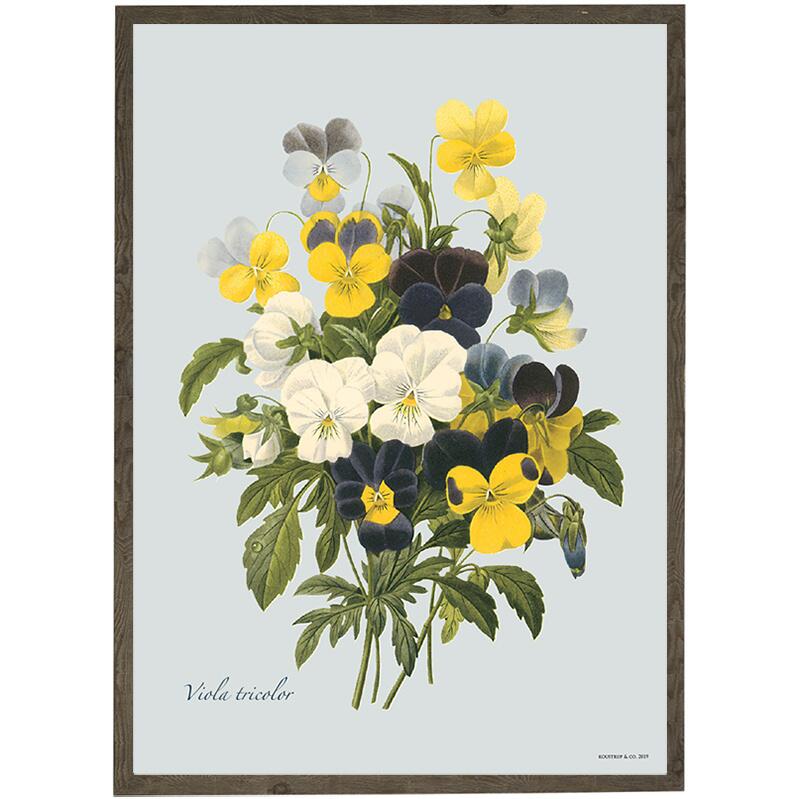 Pansy - ART PRINT - CHOOSE SIZE