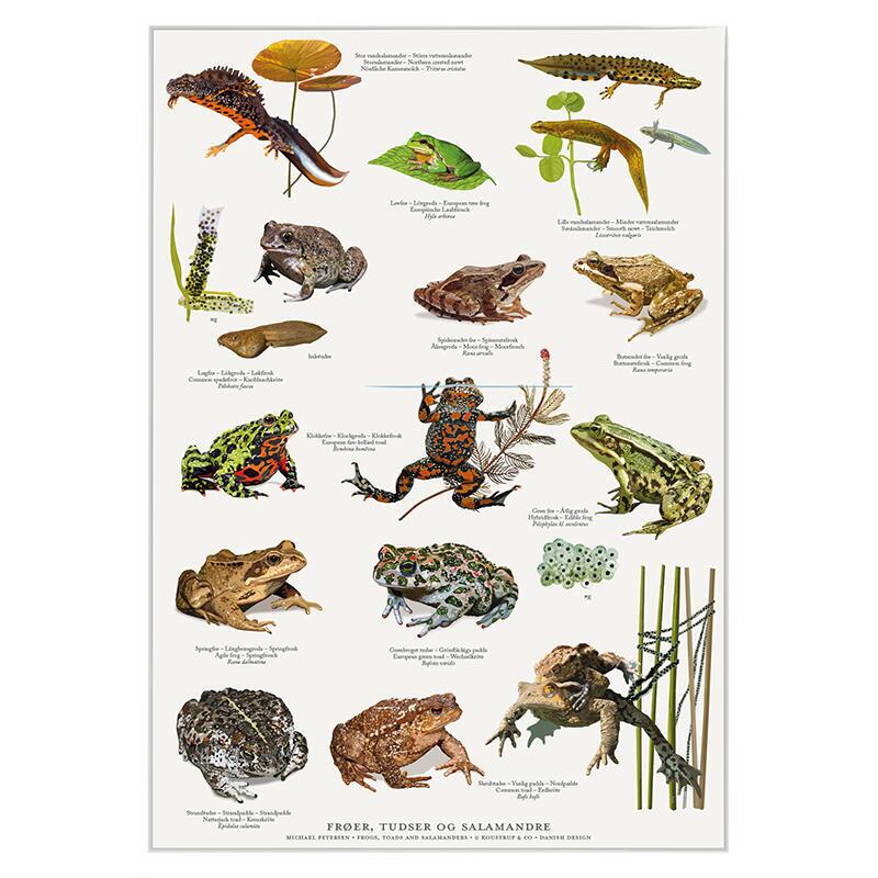 FROGS, TOADS AND SALAMANDERS - Poster A2