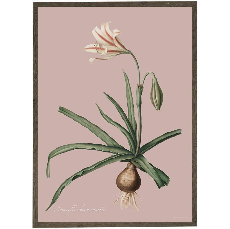 Amaryllis Broussonnetii pink - ART PRINT - CHOOSE SIZE