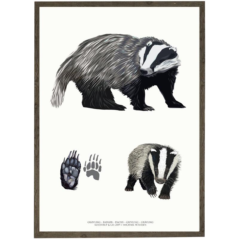 Badger art print