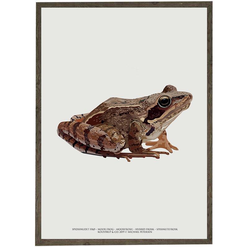 Pointed-snout frog art print