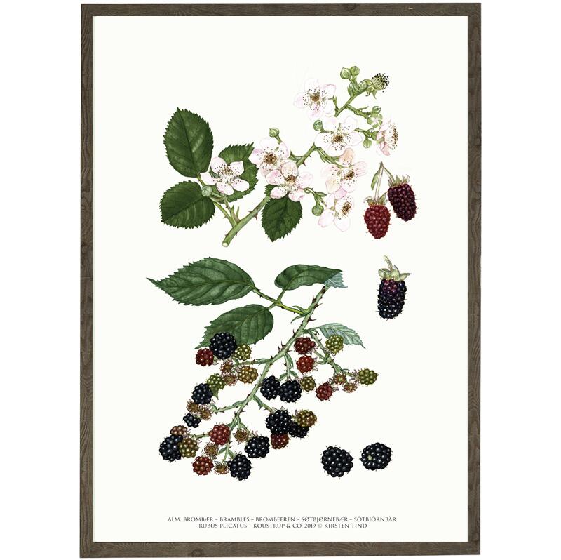 Blackberry art print