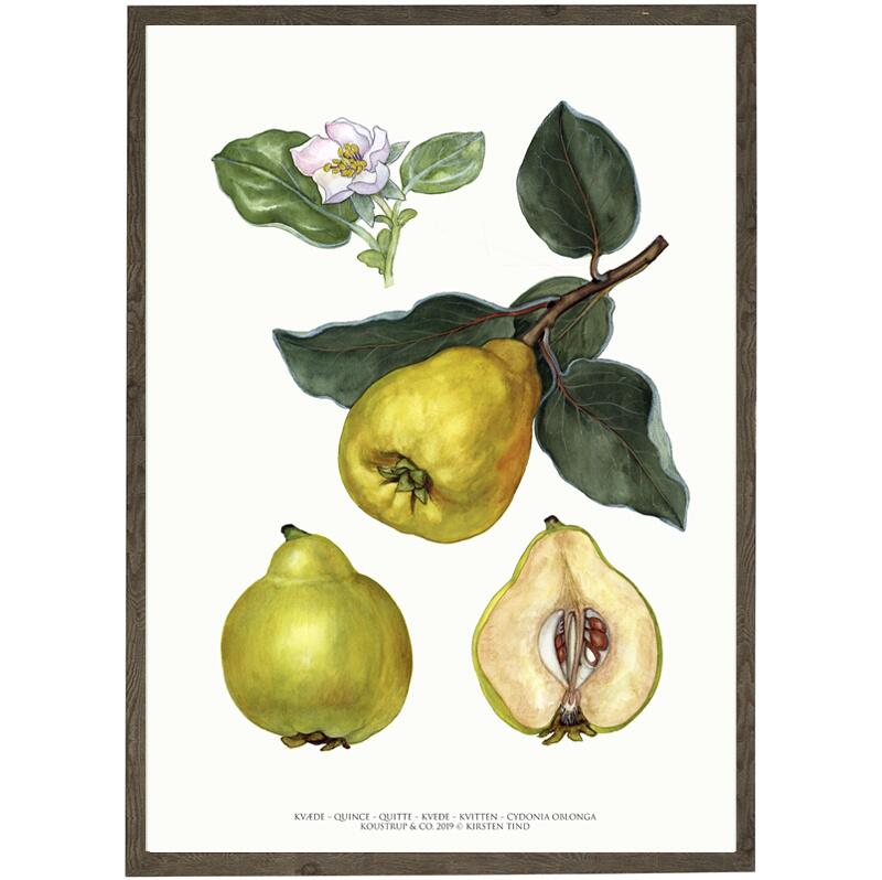Quince art print