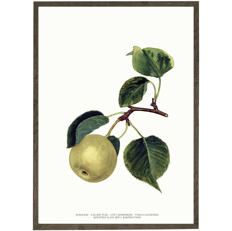 Pear art print