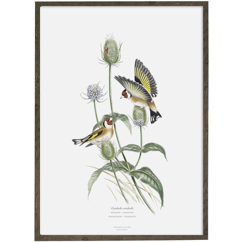 Goldfinch (white) - Art print - Choose size