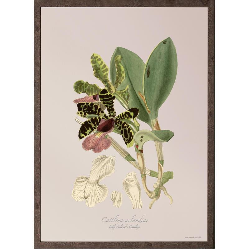 Cattleya aclandiae - Art Print - Choose Size
