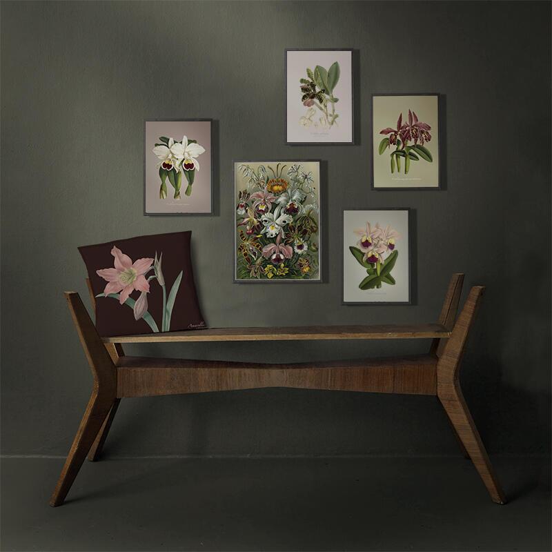 Cattleya aclandiae - Art Print - Choose Size