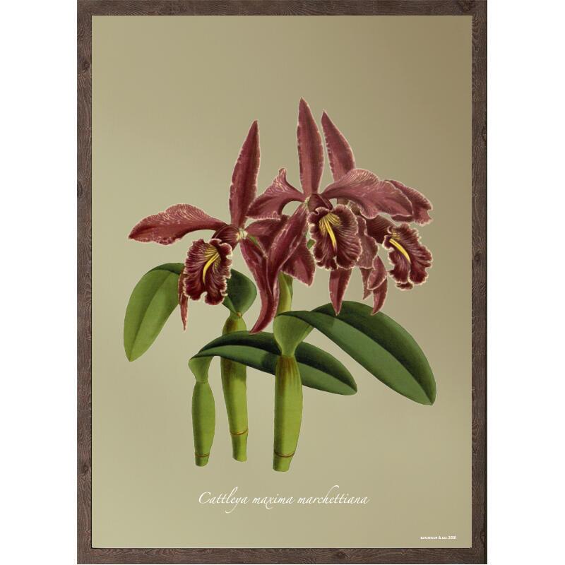 Cattleya Maxima - ART PRINT - CHOOSE SIZE