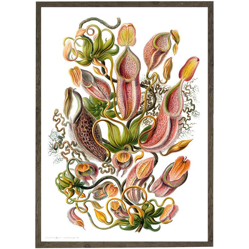 Carnivorous plant - ART PRINT - CHOOSE SIZE