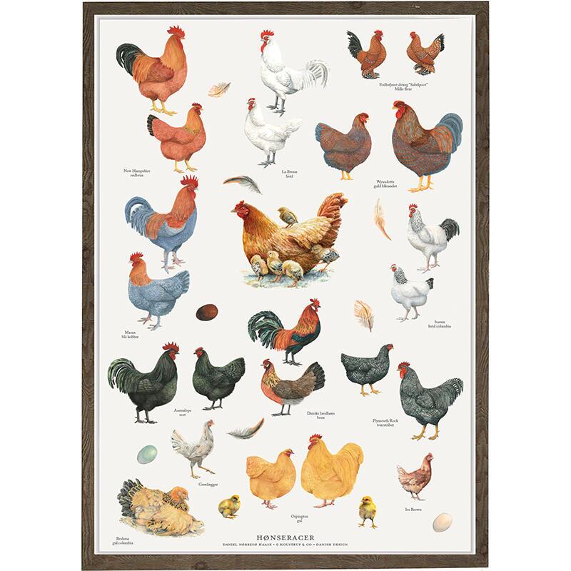 PRINT A4 - Chicken Breeds